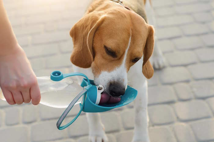A beagle is drinking water from a bottle bowl