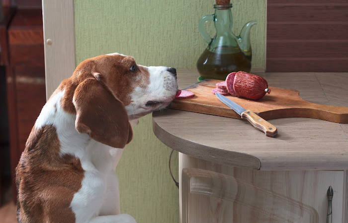 Don’t Overfeed the Puppy With Food or Treats A Young Beagle is stealing food from the table.