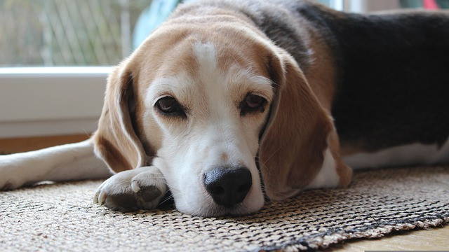 A Beagle Dog resting inside on a rug