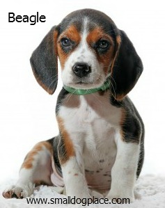 Beagles:  Small Breed Dogs that are good with children.