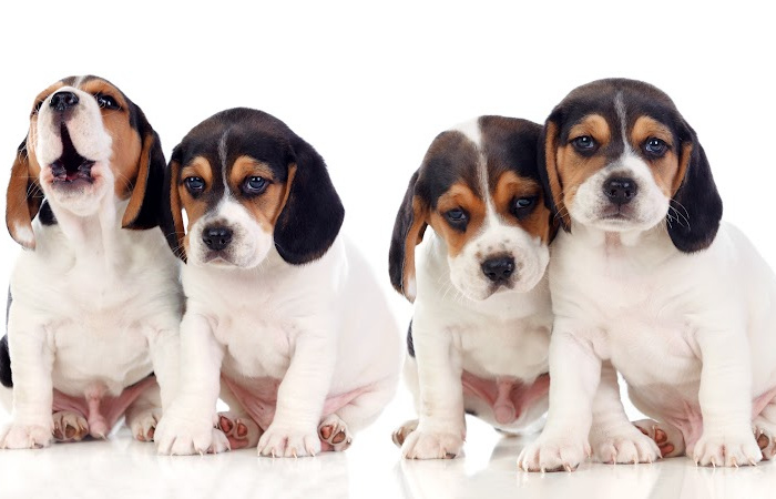 Group of four beagle puppies in front of a white background.