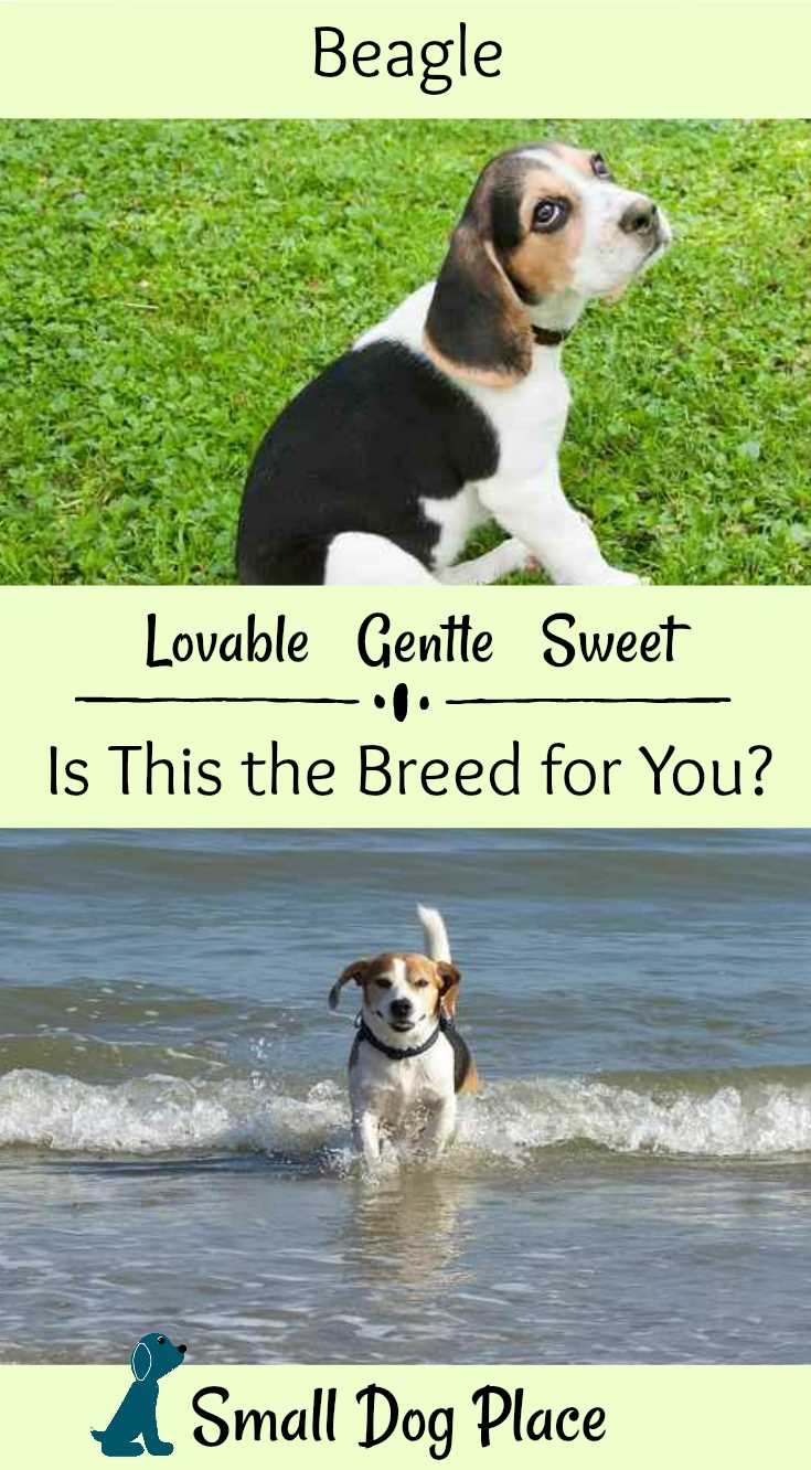 The Lovable, Gentle Beagle: Is this the Breed for You? at #SmallDogPlace The Lovable, Gentle Beagle: Is this the Breed for You? at #SmallDogPlace