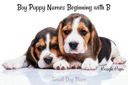 Boy Puppy Names Beginning with B