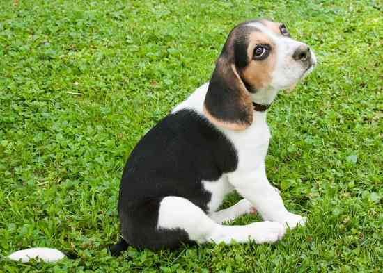 The Good Natured Beagle