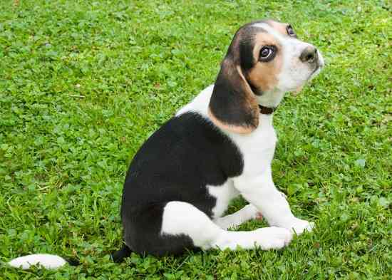 The Good Natured Beagle The Good Natured Beagle