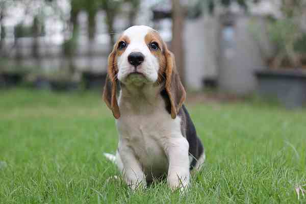 short haired hound breeds