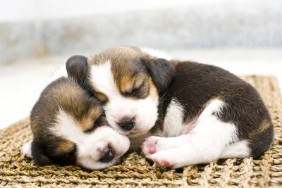 Beagle Puppies Beagle Puppies