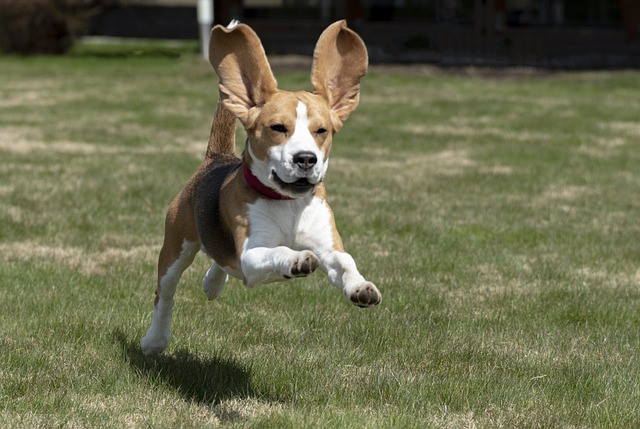 A Typical Young Beagle Running towards the camera.