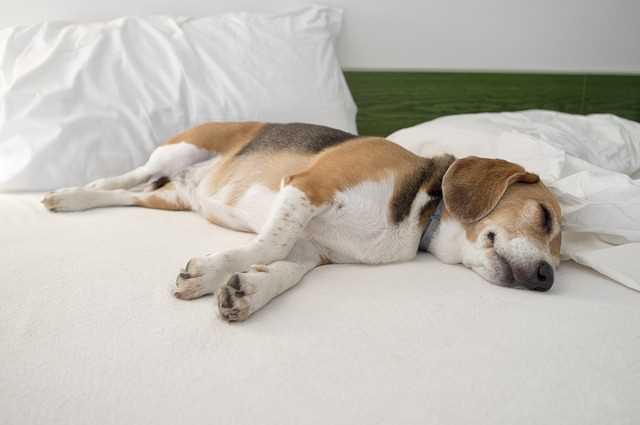 Beagle is stretched out on a bed.
