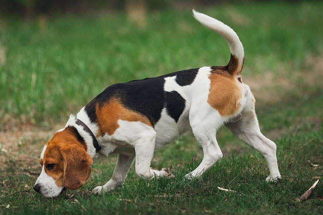 A Young Beagle has his nose to the ground, sniffing like other scenthounds