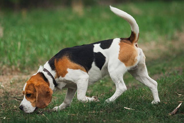 Beagles are Excellent Evaders A Young Beagle has his nose to the ground, sniffing like other scenthounds