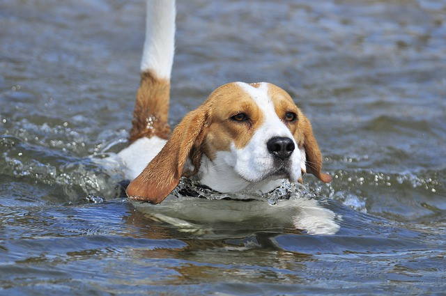 A young beagle is swimming in a pond