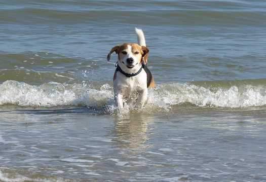 The sweet-natured beagle, everyone's friend. Breed Profile at Small Dog Place The sweet-natured beagle, everyone's friend. Breed Profile at Small Dog Place