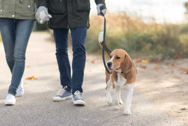 A young leashed beagle is taking a walk with two people