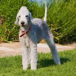Bedlington Terrier