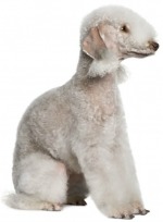 Bedlington Terrier