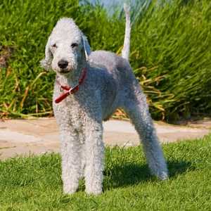 bedlington-terrier-300.jpg