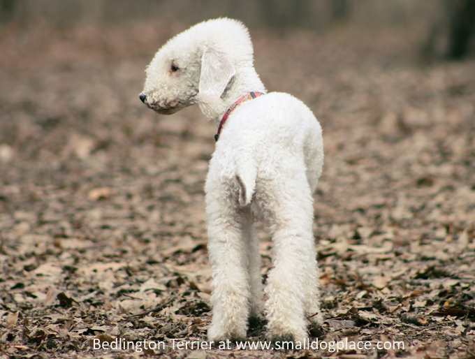 The Bedlington Terrier, True Terrier in a Lamb's Suit