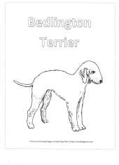 Bedlington Terrier Coloring Page