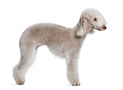 bedlington terrier-cream color