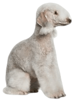 Bedlington Terrier