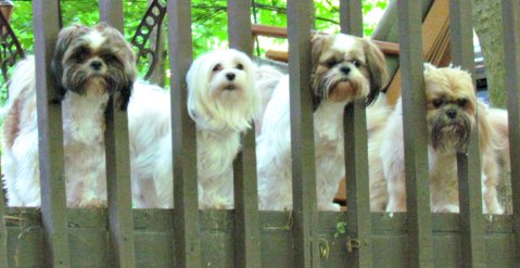 A group of Shih Tzu and Maltese Dogs posing on the edge of a wood deck