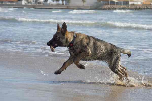 Belgian Malinois