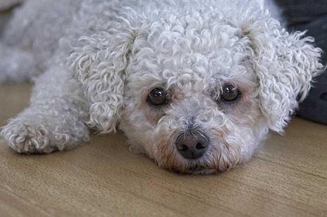 Bichon Frise looking directly at the camera
