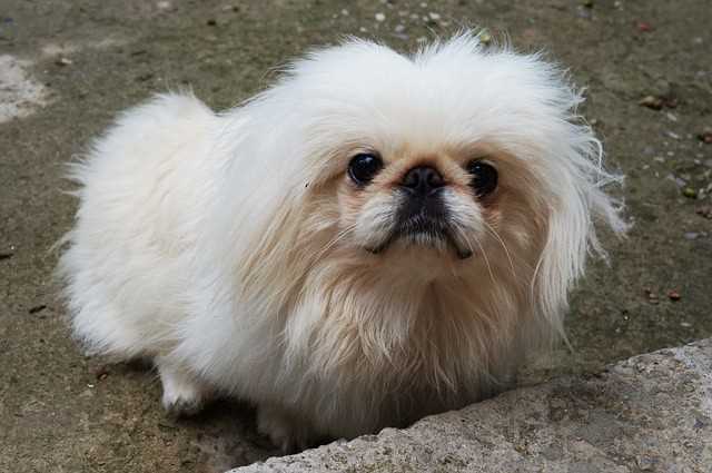 A white Pekingese standing outside