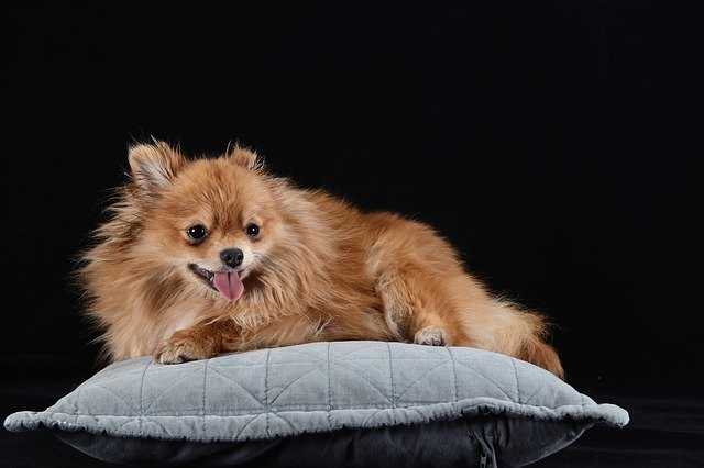 Pomeranian lying on a pillow in front of a black background Pomeranian lying on a pillow in front of a black background