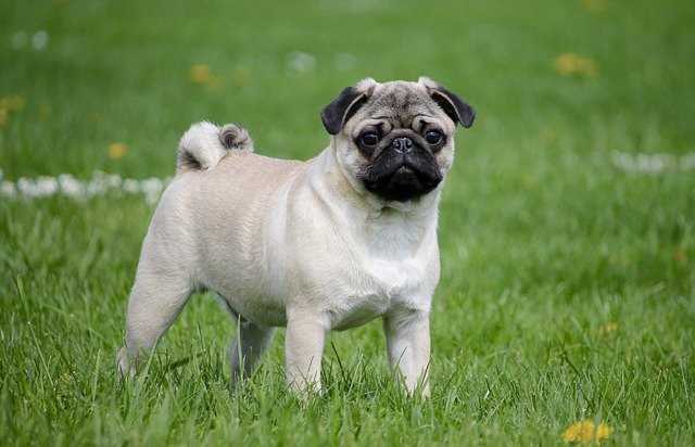 A fawn colored pug standing in a grassy area.