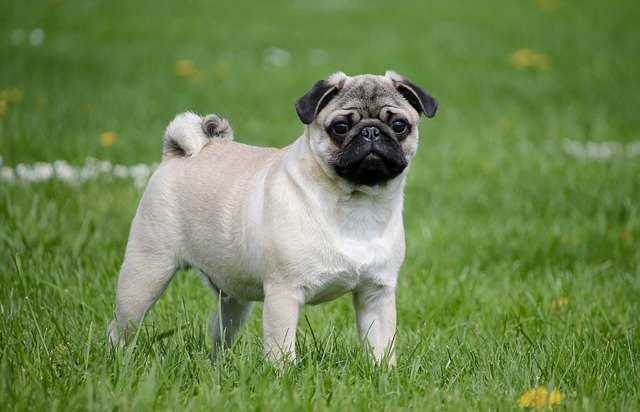 A fawn colored pug standing in a grassy area. A fawn colored pug standing in a grassy area.