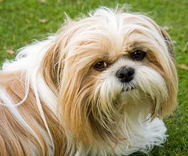 Gold and White Shih Tzu dog lying in the grass Gold and White Shih Tzu dog lying in the grass