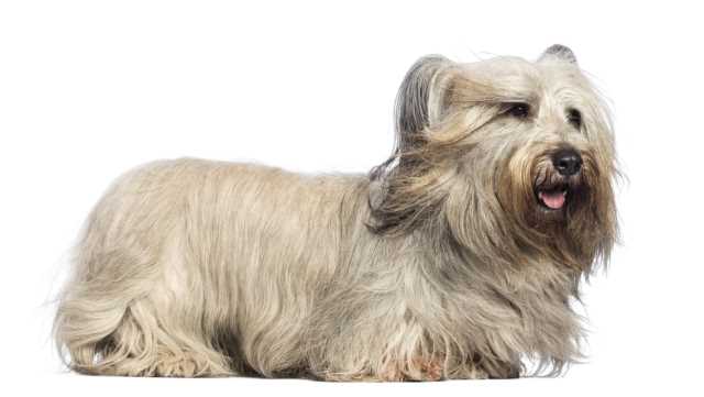 Skye Terrier posing in front of a white background