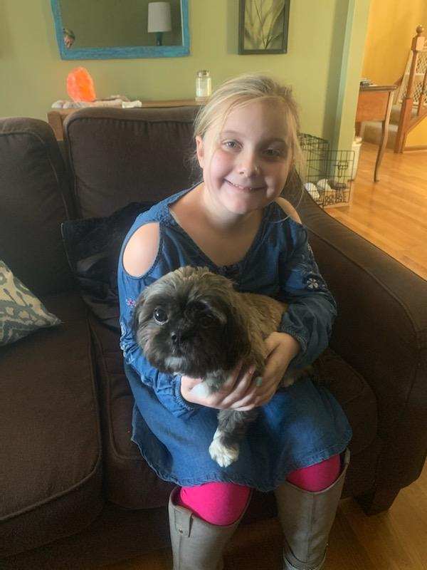 Shih Tzu:  Small Dogs that are good with Children