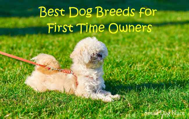 best dog breeds for 1st time owners