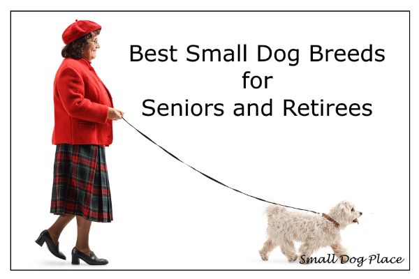 A senior woman is walking her white small breed dog.