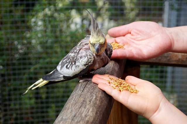 Pet bird is eating out a person's hands