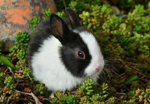 Bunny in the garden