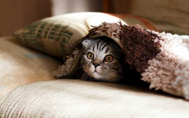 Kitten is hiding under a blanket