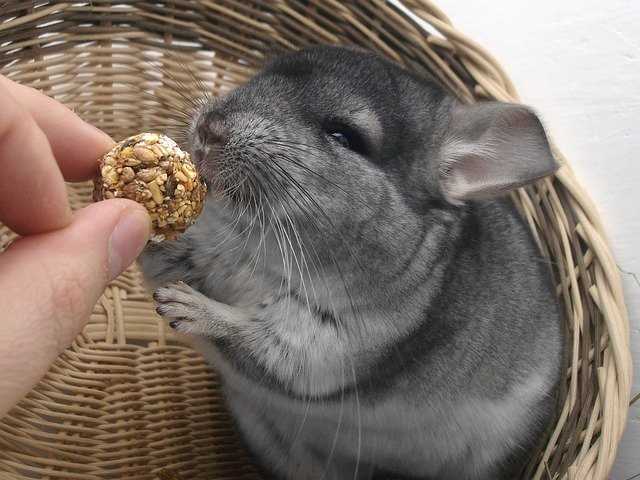 Chinchilla eating a treat ball
