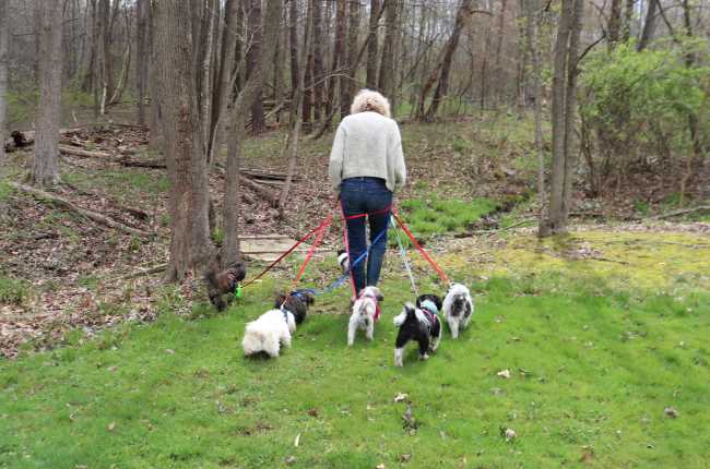 Dogs are being walked on leashes