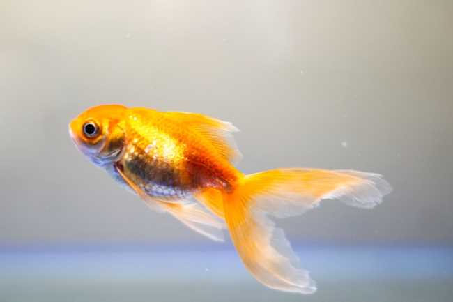 Goldfish as pets
