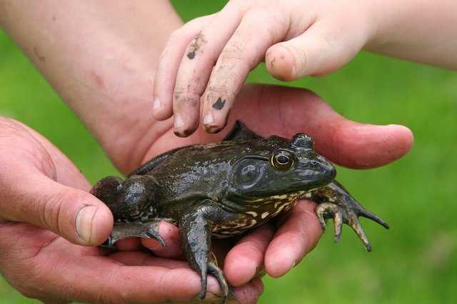 Frog in a person's hands