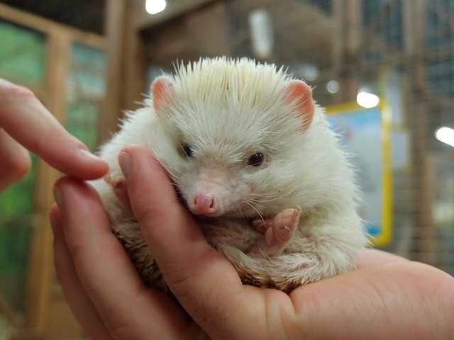 Hedgehog being held in a person's hands.