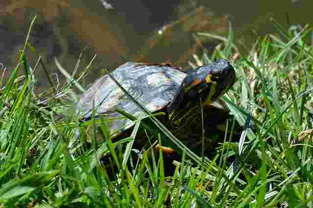 Turtle in the grass Turtle in the grass
