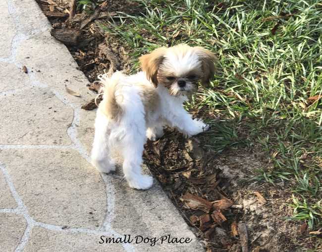 Small puppy in the garden Small puppy in the garden