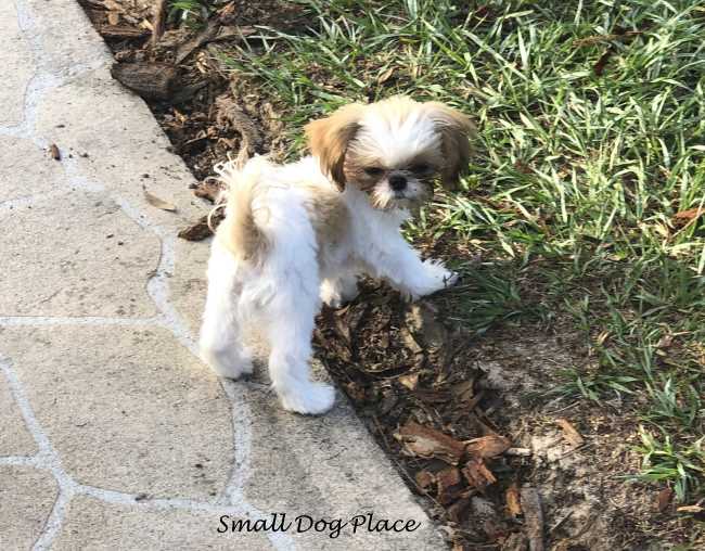 Small puppy in the garden