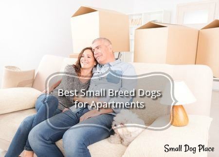 Best Small Breed Dogs for Apartment Dwellers - Small Dog Place Best Small Breed Dogs for Apartment Dwellers