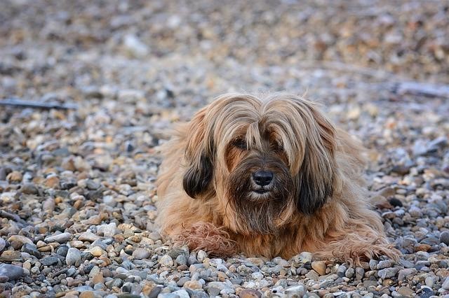 An old Tibetan Terrier is sitting on a path